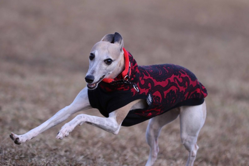 f:id:joju8:20141121113738j:plain f:id:joju8:20141121113738j:plain