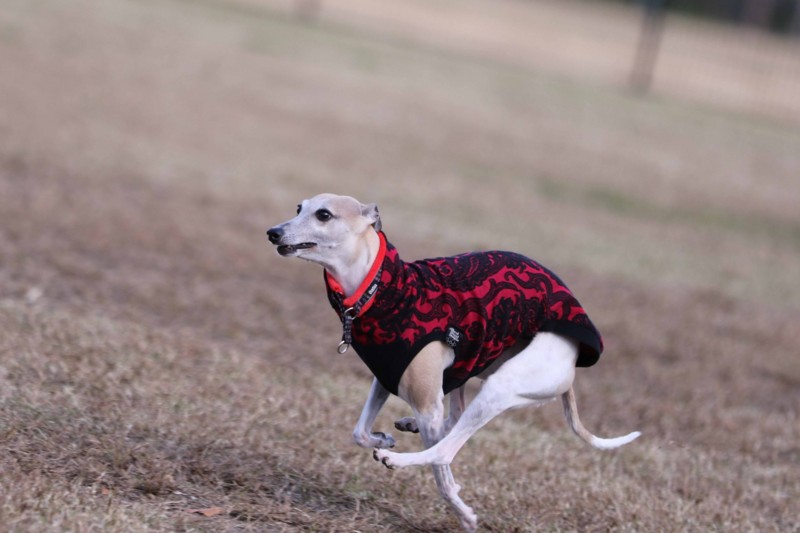 f:id:joju8:20141121114217j:plain f:id:joju8:20141121114217j:plain