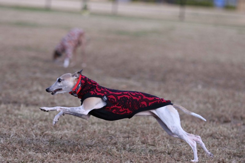 f:id:joju8:20141121114259j:plain f:id:joju8:20141121114259j:plain