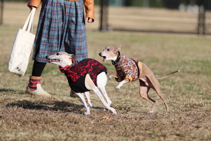 f:id:joju8:20141121114435j:plain f:id:joju8:20141121114435j:plain