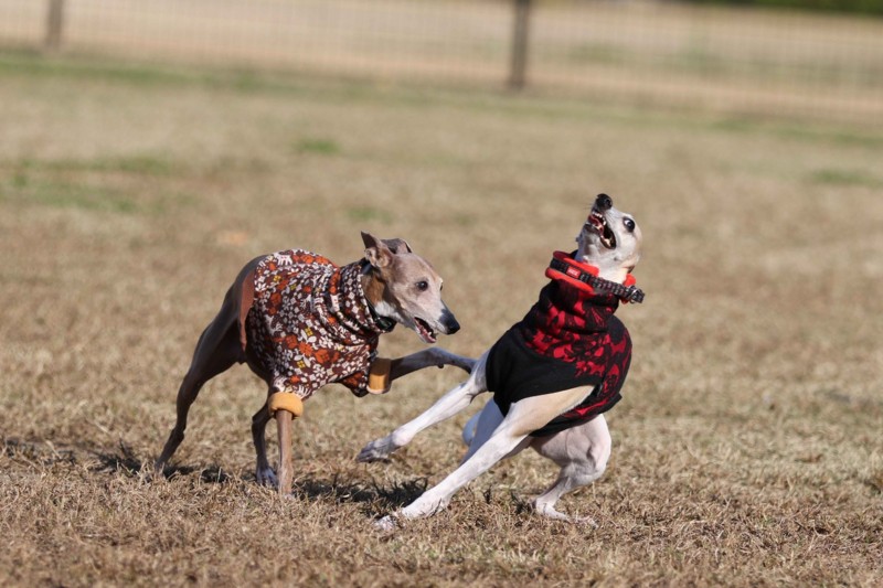 f:id:joju8:20141121114442j:plain f:id:joju8:20141121114442j:plain