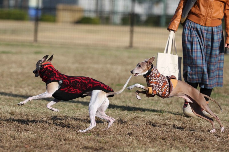 f:id:joju8:20141121114500j:plain f:id:joju8:20141121114500j:plain