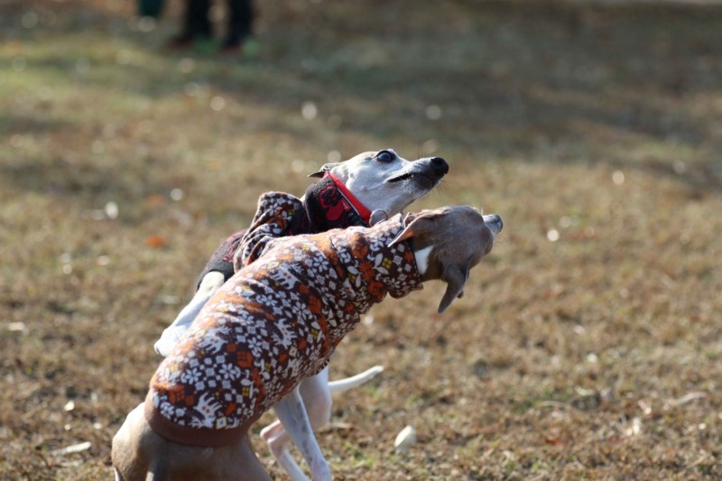 f:id:joju8:20141121114526j:plain f:id:joju8:20141121114526j:plain