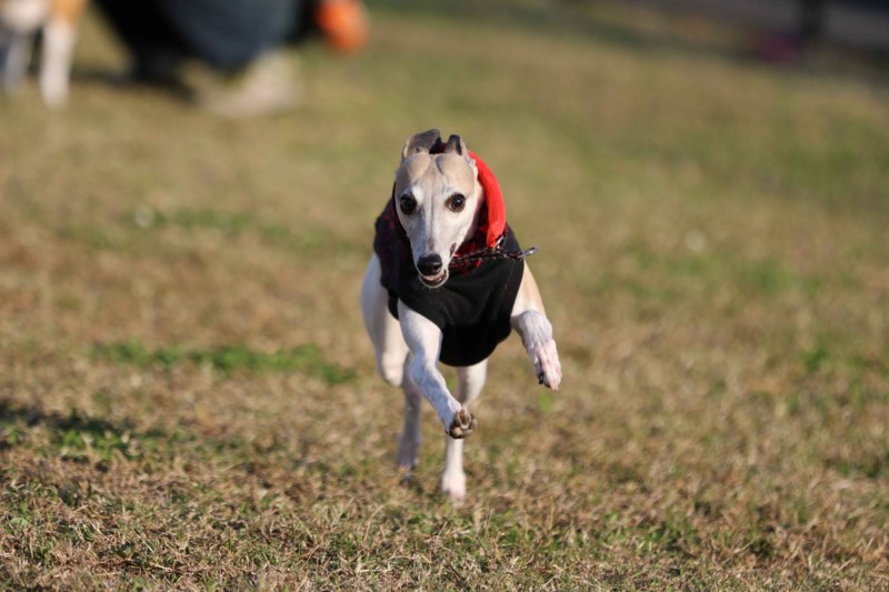 f:id:joju8:20141121115242j:plain f:id:joju8:20141121115242j:plain