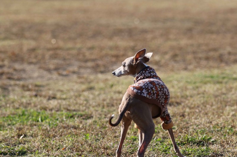 f:id:joju8:20141121115552j:plain f:id:joju8:20141121115552j:plain