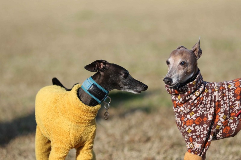 f:id:joju8:20141121115950j:plain f:id:joju8:20141121115950j:plain