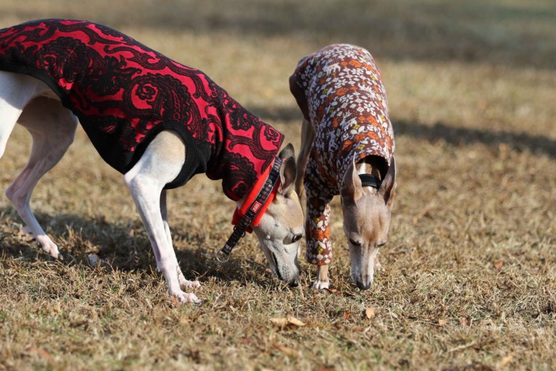 f:id:joju8:20141121120236j:plain f:id:joju8:20141121120236j:plain