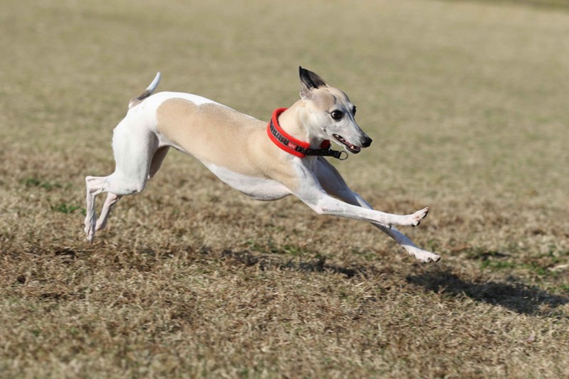 f:id:joju8:20141121120737j:plain f:id:joju8:20141121120737j:plain