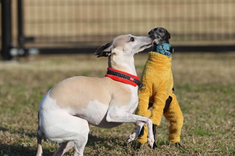 f:id:joju8:20141121120819j:plain f:id:joju8:20141121120819j:plain