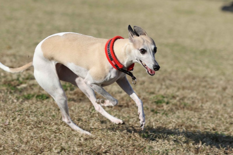 f:id:joju8:20141121120857j:plain f:id:joju8:20141121120857j:plain