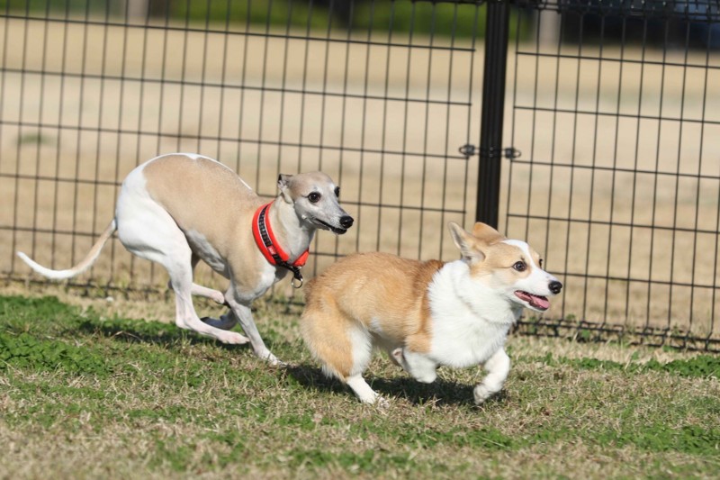 f:id:joju8:20141121121034j:plain f:id:joju8:20141121121034j:plain