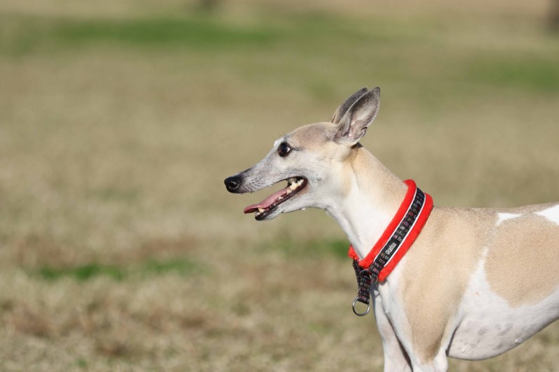 f:id:joju8:20141121121153j:plain f:id:joju8:20141121121153j:plain