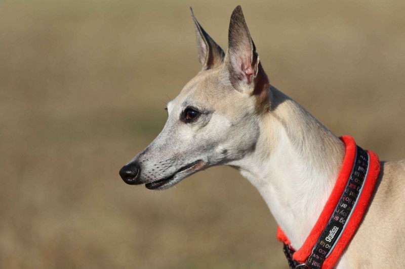 f:id:joju8:20141121121331j:plain f:id:joju8:20141121121331j:plain