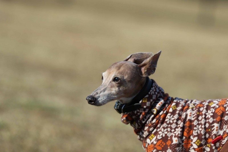 f:id:joju8:20141121121756j:plain f:id:joju8:20141121121756j:plain