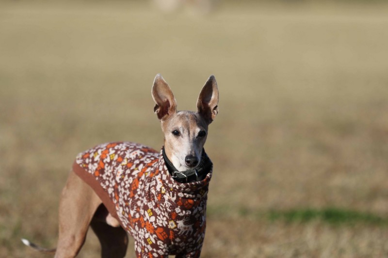 f:id:joju8:20141121122323j:plain f:id:joju8:20141121122323j:plain