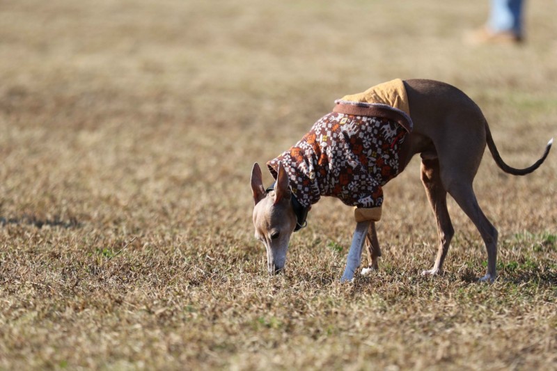 f:id:joju8:20141121122343j:plain f:id:joju8:20141121122343j:plain