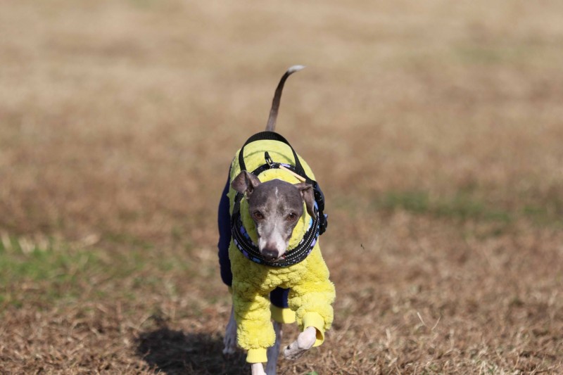 f:id:joju8:20141121122741j:plain f:id:joju8:20141121122741j:plain