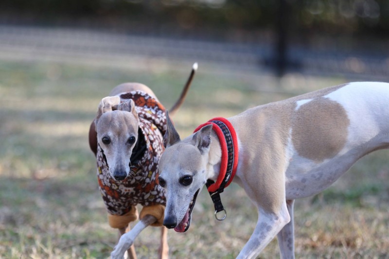 f:id:joju8:20141121125737j:plain f:id:joju8:20141121125737j:plain