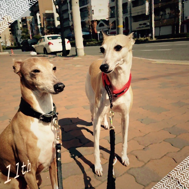 f:id:joju8:20150318121259j:plain f:id:joju8:20150318121259j:plain