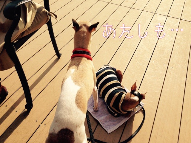 f:id:joju8:20150323161746j:plain f:id:joju8:20150323161746j:plain