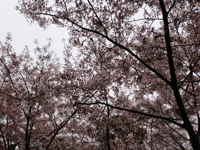 f:id:joju8:20150413094915j:plain