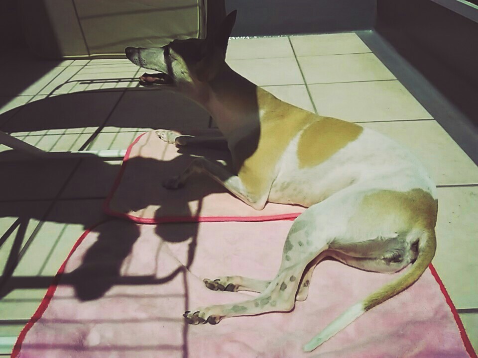 f:id:joju8:20160720220919j:image