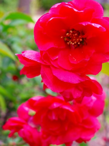 f:id:jovi1kamiya:20140405101933j:plain f:id:jovi1kamiya:20140405101933j:plain