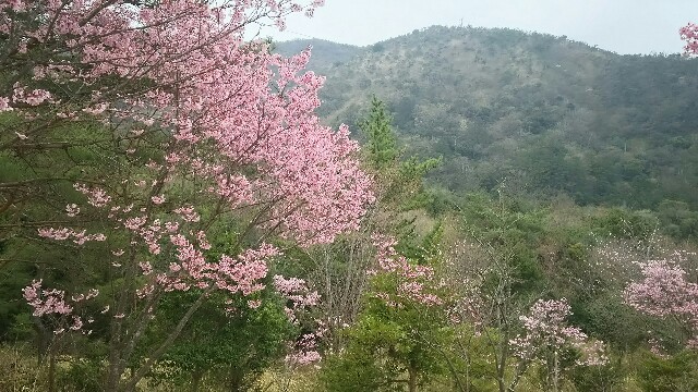 f:id:judoandrakugo:20160404211317j:image f:id:judoandrakugo:20160404211317j:image