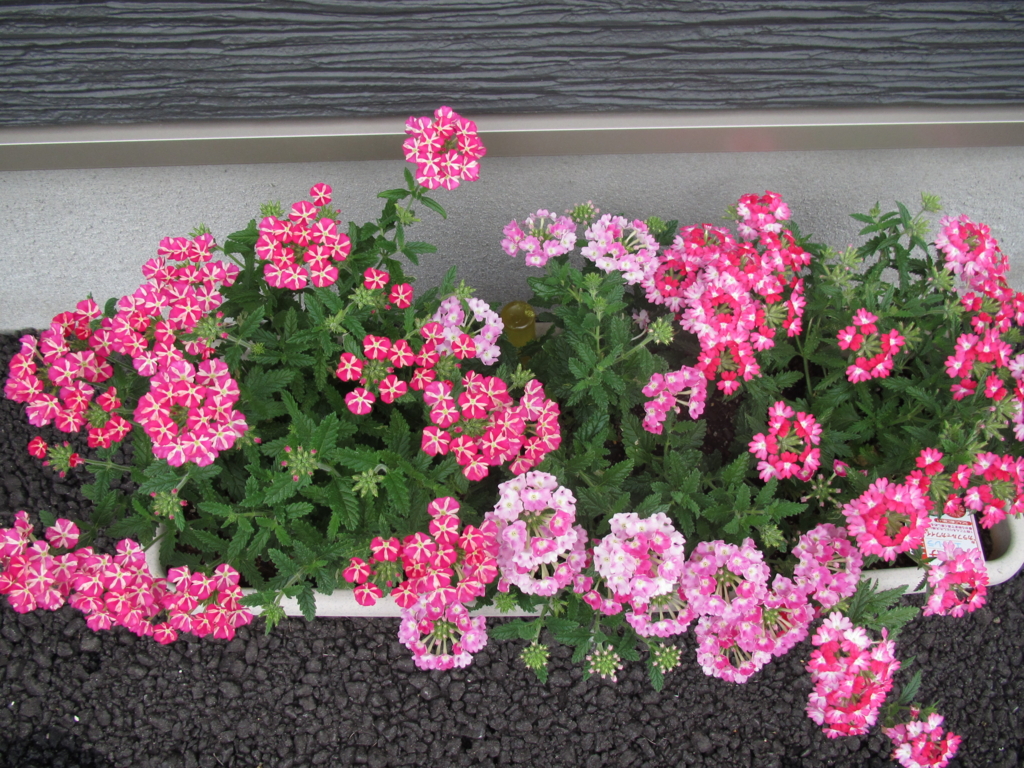 f:id:jusanbutsu:20150627171511j:plain f:id:jusanbutsu:20150627171511j:plain
