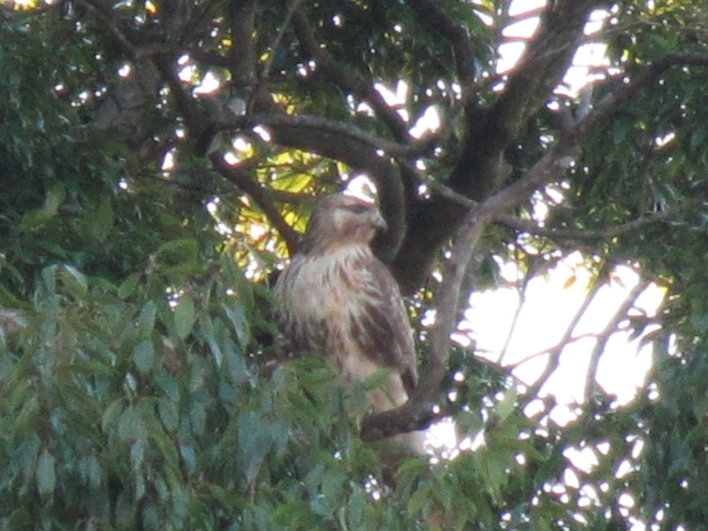 f:id:jusanbutsu:20151106170220j:plain