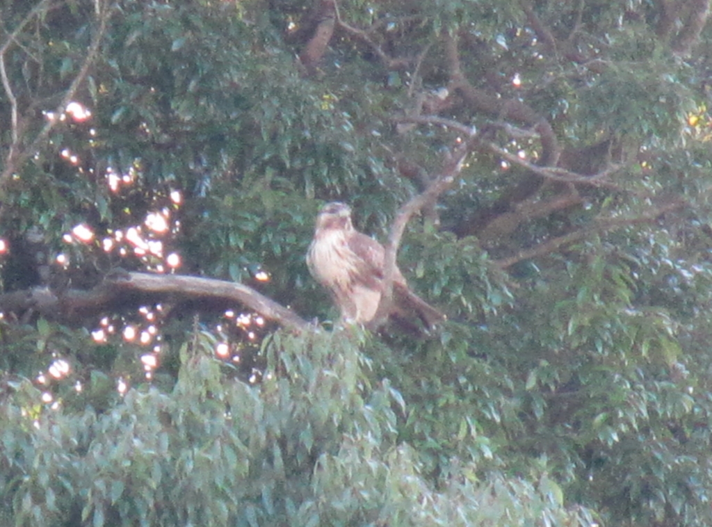 f:id:jusanbutsu:20151106170451j:plain