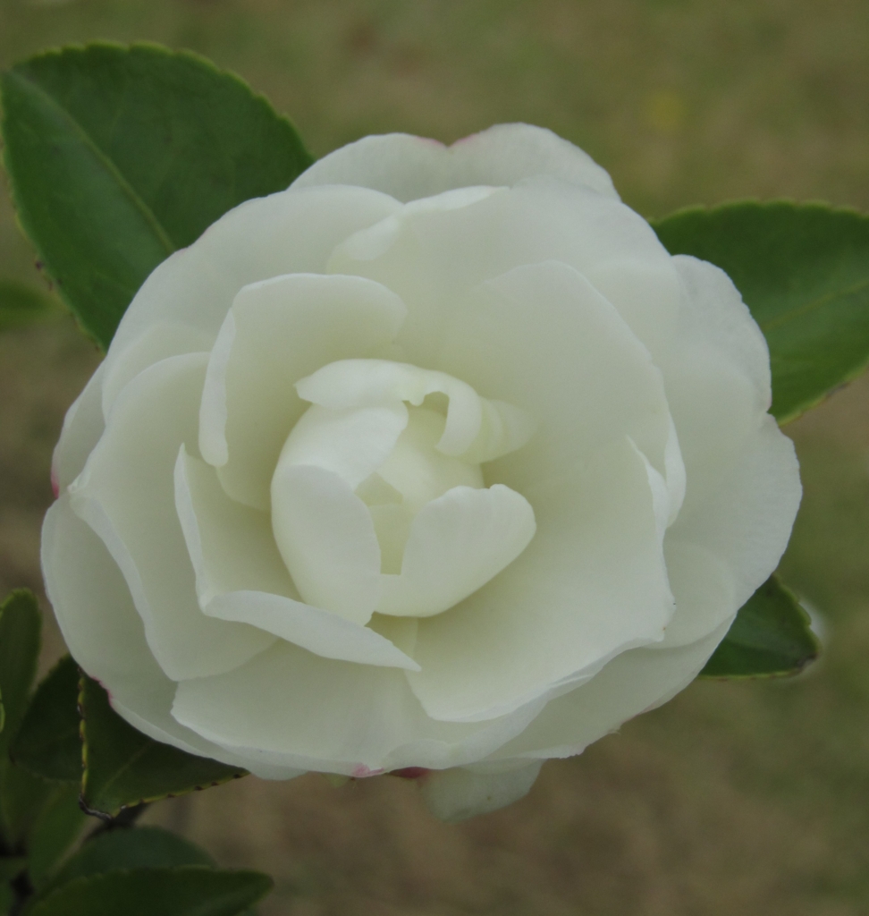 f:id:jusanbutsu:20151109160524j:plain f:id:jusanbutsu:20151109160524j:plain