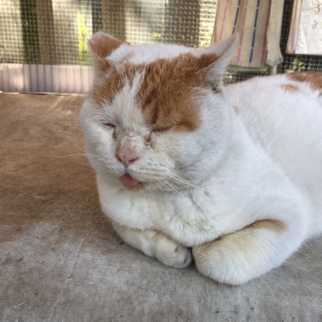 f:id:jyurakusha:20160114193253j:plain f:id:jyurakusha:20160114193253j:plain