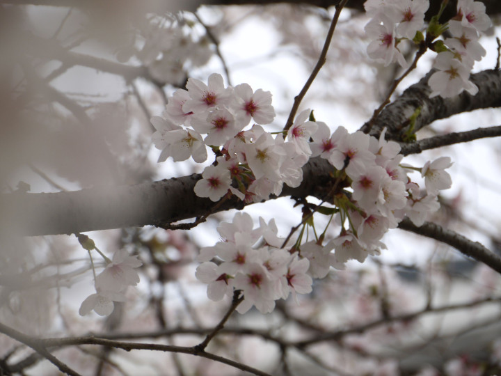 f:id:k-h:20140403163137j:plain f:id:k-h:20140403163137j:plain