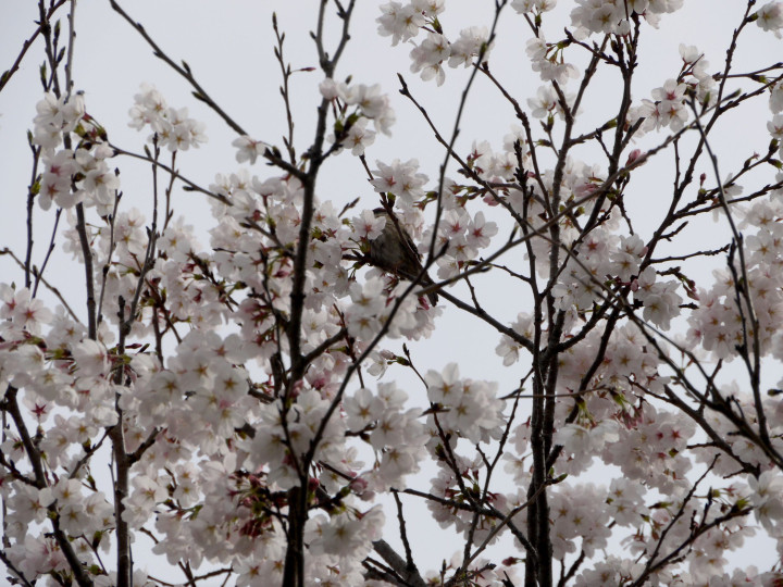 f:id:k-h:20140403163140j:plain f:id:k-h:20140403163140j:plain