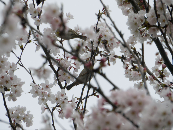 f:id:k-h:20140403163143j:plain f:id:k-h:20140403163143j:plain