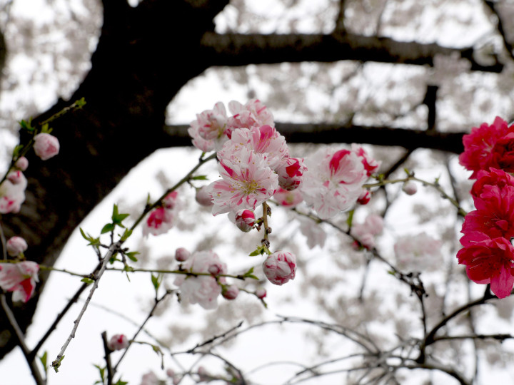 f:id:k-h:20140403163833j:plain f:id:k-h:20140403163833j:plain