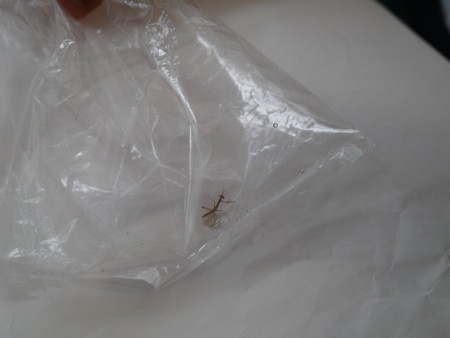 f:id:k-rose:20120615090222j:image