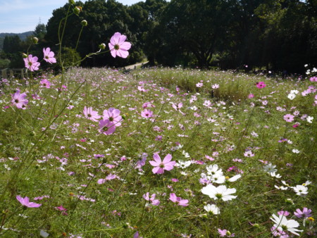 f:id:k-rose:20121026113612j:image f:id:k-rose:20121026113612j:image