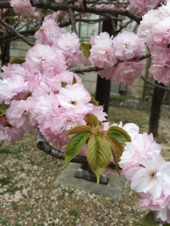 f:id:k-rose:20140412143024j:image