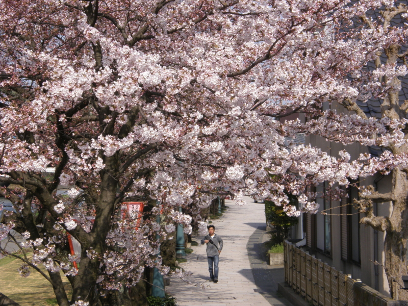 f:id:k10no3:20080405091457j:image:w279 f:id:k10no3:20080405091457j:image:w279
