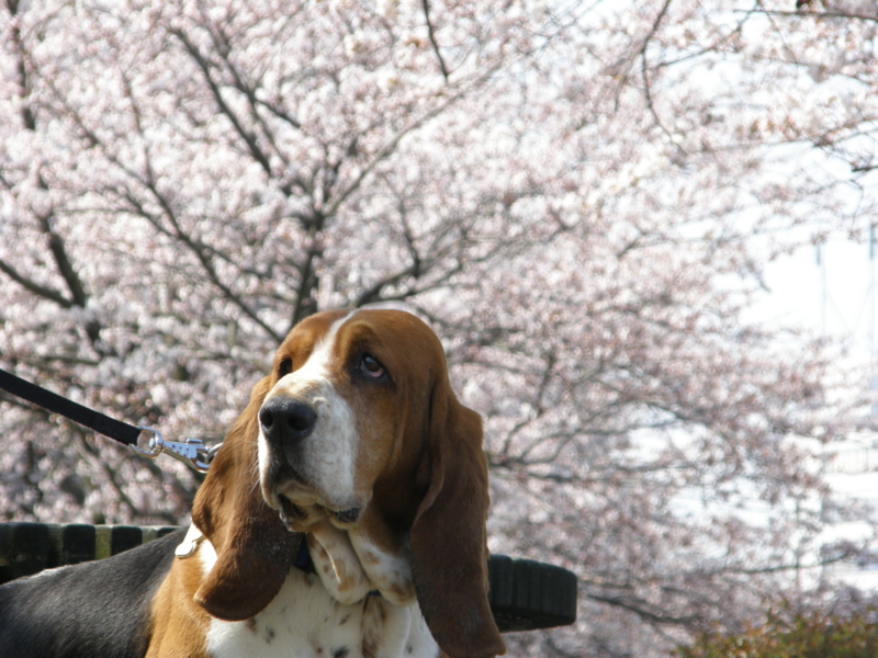 f:id:k10no3:20080406102954j:image:w279 f:id:k10no3:20080406102954j:image:w279
