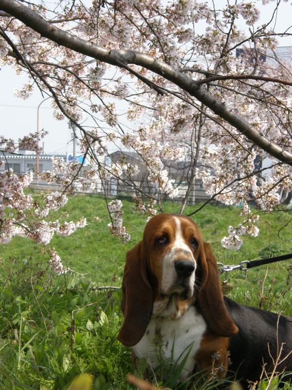 f:id:k10no3:20080406115401j:image:w279 f:id:k10no3:20080406115401j:image:w279
