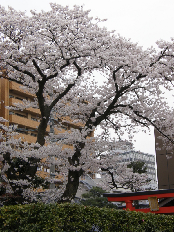 f:id:k10no3:20080407122008j:image:w279 f:id:k10no3:20080407122008j:image:w279