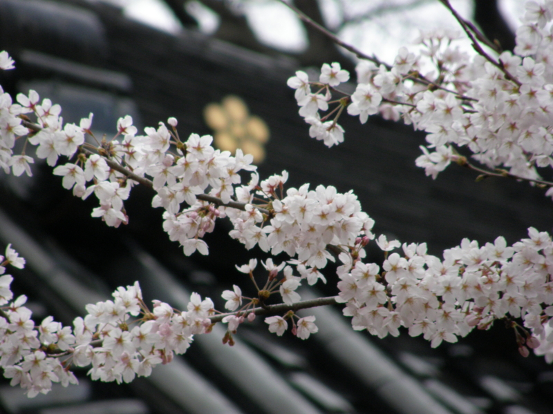 f:id:k10no3:20080407131243j:image:w520 f:id:k10no3:20080407131243j:image:w520