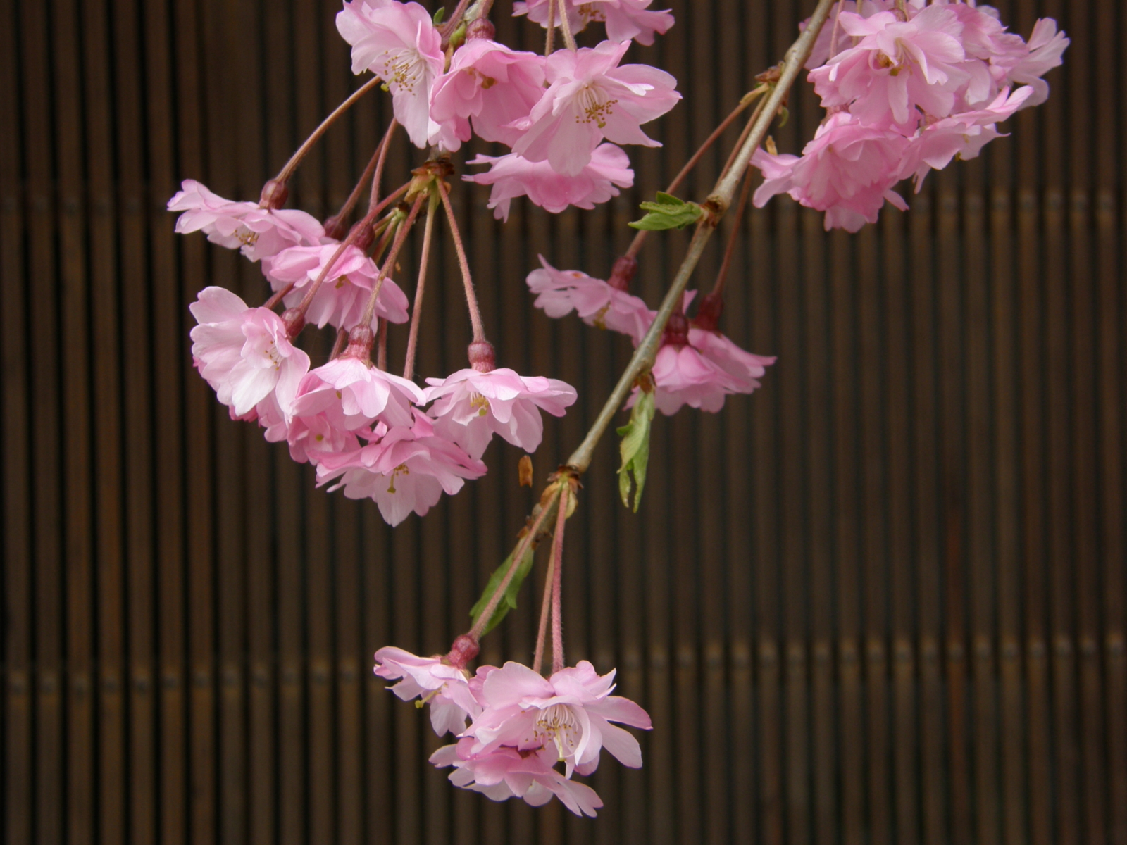 f:id:k10no3:20080408121433j:image:w560 f:id:k10no3:20080408121433j:image:w560