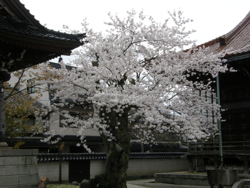 f:id:k10no3:20080408122700j:image:w560 f:id:k10no3:20080408122700j:image:w560