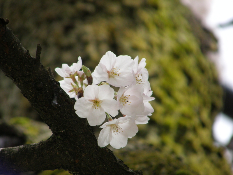 f:id:k10no3:20080408122919j:image:w279 f:id:k10no3:20080408122919j:image:w279