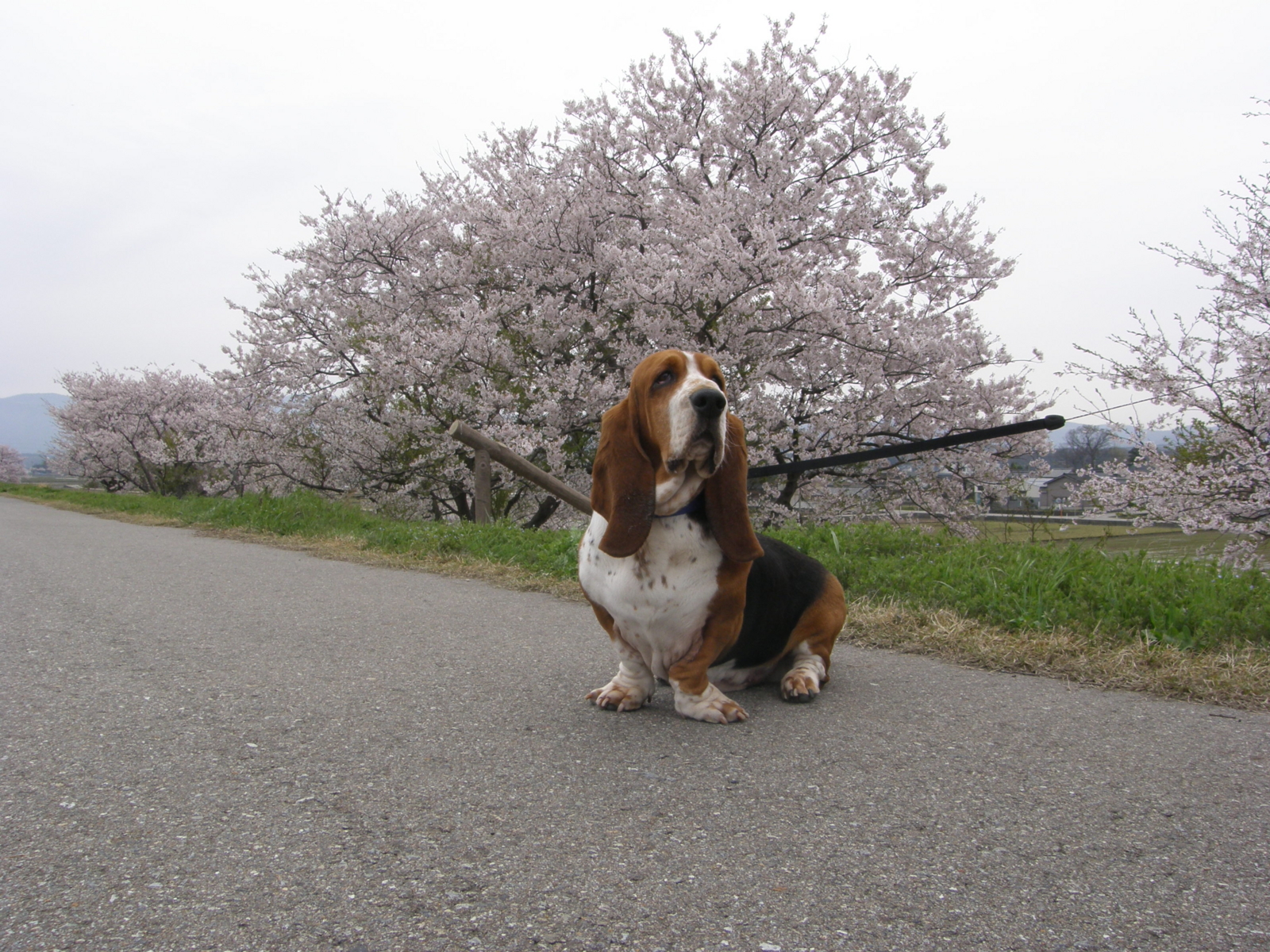 f:id:k10no3:20080413110423j:image:w560 f:id:k10no3:20080413110423j:image:w560
