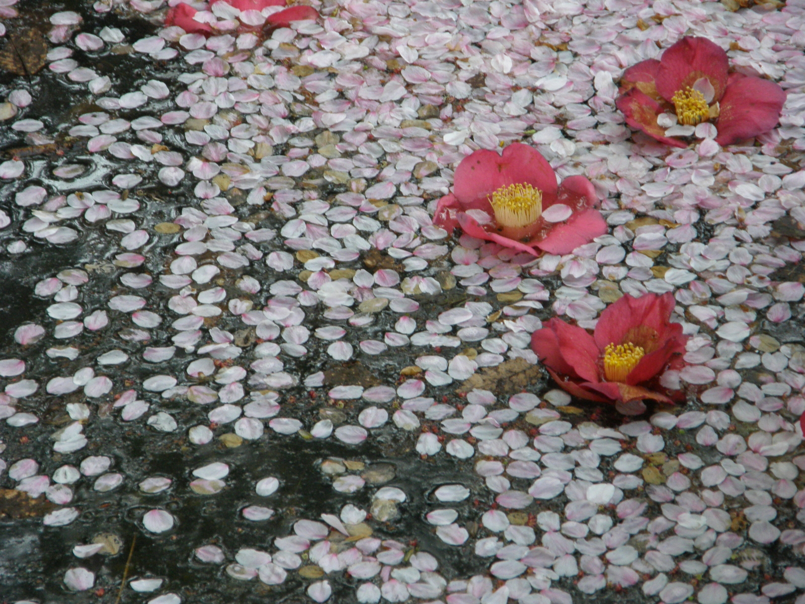 f:id:k10no3:20090412153010j:image:w520 f:id:k10no3:20090412153010j:image:w520